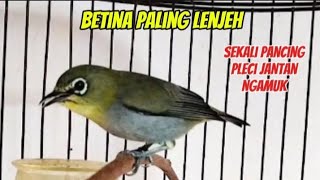 Download lagu Suara pleci betina buxtoni birahi memanggil jantan, anti gagal merangsang pleci jantan agar bunyi mp3