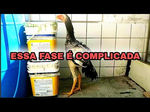 Giant Indian chicken at 4 months old (How to minimize problems at this stage)