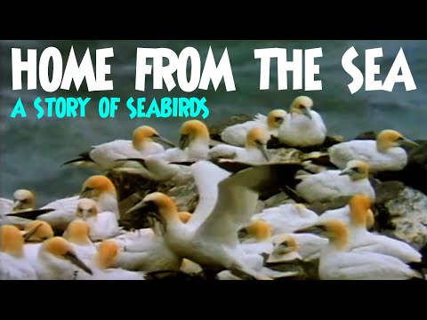 Home from the Sea - A Story of Seabirds