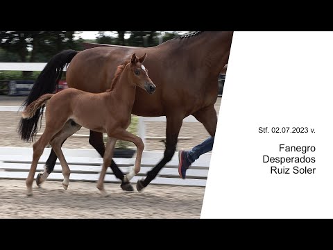 Stf v Fanegro x Desperados x Ruiz Soler 2023