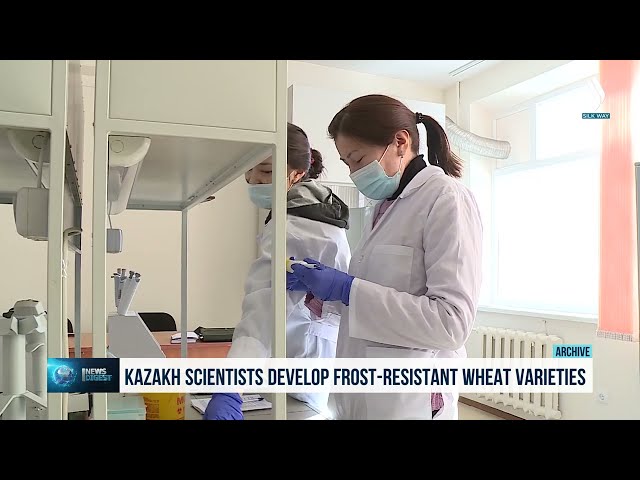 Қазақстандық ғалымдар аязға төзімді күзгі бидай сұрпын ойлап тапты