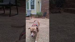 Video preview image #1 American Staffordshire Terrier-Boxer Mix Puppy For Sale in Holly Springs, NC, USA