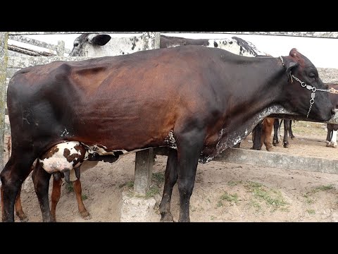 , title : 'FEIRA DAS VACAS LEITEIRAS DE CAPOEIRAS PE. 24 11 23 CANAL SIMAO PECUARISTA'