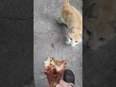 educando a mauro el gato de YouTube