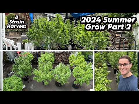 2024 Summer Grow Part 2 | HARVEST