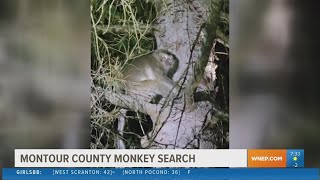 Four monkeys loose following interstate crash in Pennsylvania