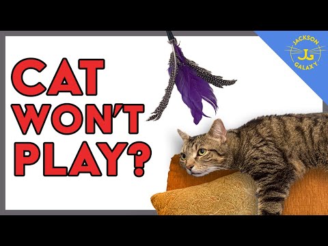 Every Cat WILL Play If You Do It Right
