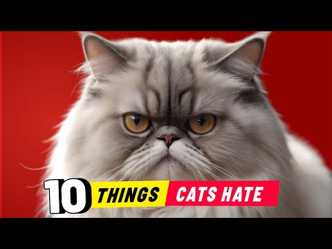 10 Things Cats Hate The Most - Human Please Don’t Do This ‼️ Cat Games Fauriza