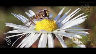 صورة قصة مثل- الحلقة السادسة- نِمتَ وأدْلَجَ الناس- د. عماد السواعير