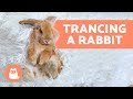 Trancing a rabbit – Why you should never do it - AnimalWised Trancing a rabbit – Why you should never do it