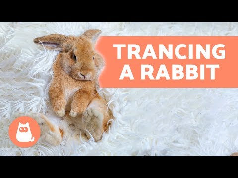 Trancing a rabbit – Why you should never do it