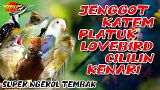 Download lagu MASTERAN MEWAH !! JENGGOT - KATEM - PLATUK - LOVEBIRD - CILILIN - KENARI | SANGAT COCOK BUAT MURAI mp3
