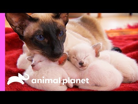 Sandra the Cat is a Great Mom