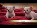 Siamés - Protective First-Time Mom Looks After Her Curious Siamese Kittens | Too Cute!