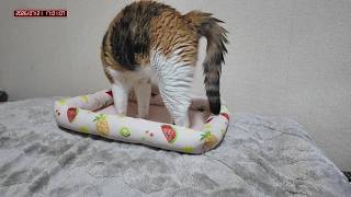 三毛猫フミちゃん　 LIVE配信　2026年7月21日　calico cat　(LIVE stream)