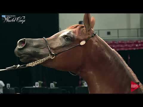 N.122 SANGRIA PA - LAS VEGAS 2019 - Arabian World Cup Senior Breeding Mares (Class 114).mp4