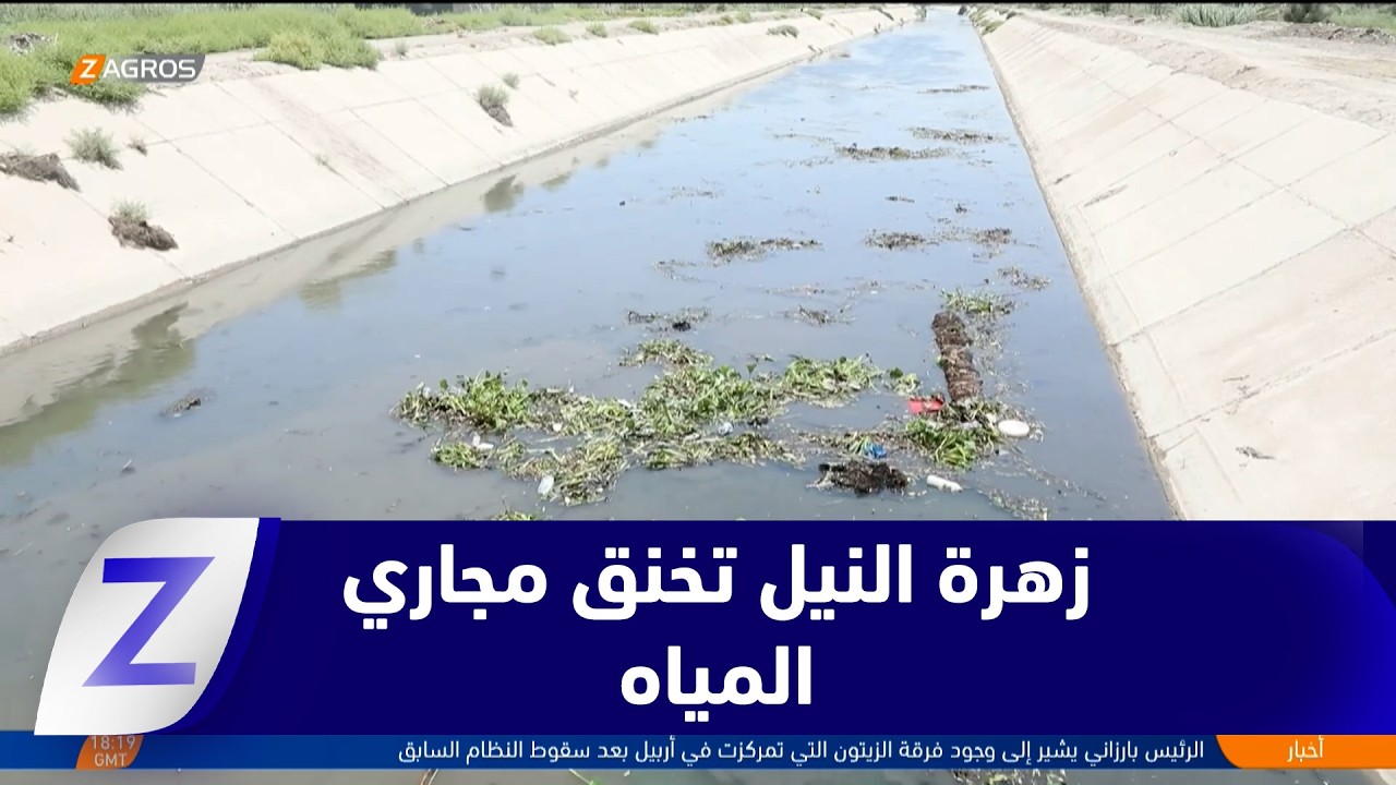 فيديو | المثنى..   زهرة النيل تخنق مجاري المياه وتهدد الزراعة والموارد المائية