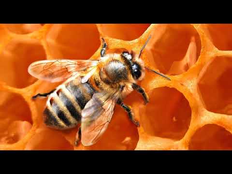 Boja meda ep. 3 27.03.2018. NAJAVA