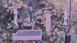 Iowa · Iowa Arboretum & Garden Birdcam live stream