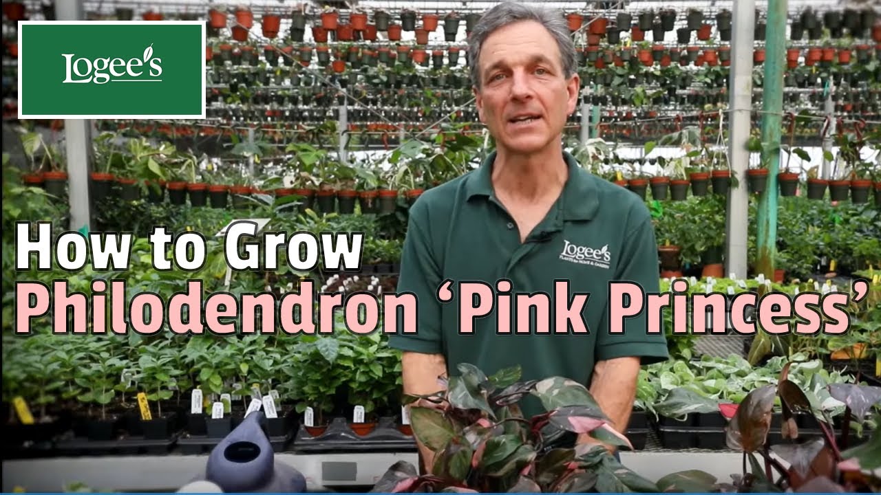 Pink Princess Philodendron ~ How to Grow and Care for Your Pink Princess