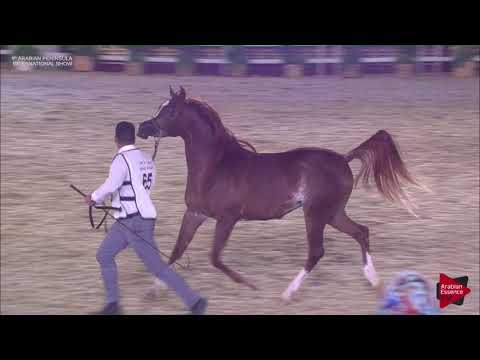 N.65 NAJA AL NASSER - 2019 Qatar Int. Peninsula show - Fillies 3 years old (Class 3)