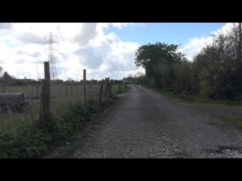 Labrador Retriever puppy Gundog Training on her first pigeon game retrieve - Tessleymoor Gundogs