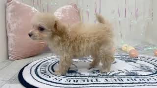 ハーフ犬の動画01