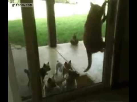 Too smart cat must see😃😃😉😉😉😉😉😉