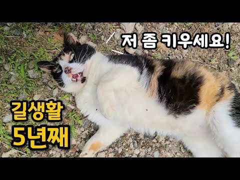 집에 살고 싶어서 우렁차게 대답하는 길고양이 / 집냥이가 되자 변했어요!