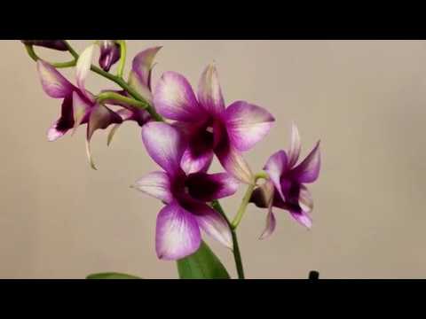 , title : '덴드로비움 호접란 성공적으로 잘 키우기《Growing a Dendrobium Phalaenopsis Orchids successfully》'