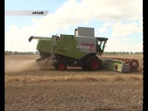 Курское зерно остается в полях из-за дождей