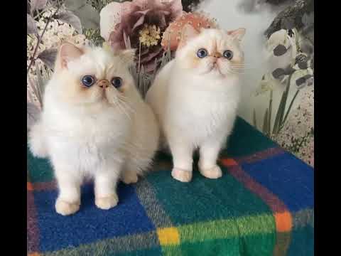  #redpoint #exoticshorthair #colorpoint