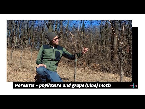 V04 - Phylloxera and grape vine moth | Main parasites in viticulture | Grafting and pheromone traps