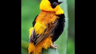 Sinn  Sisamouth - Chab Meas - The Golden Bird