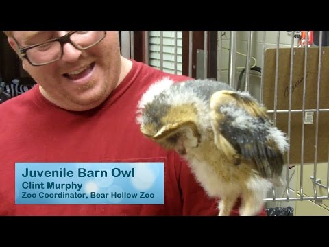 Feeding a Baby Barn Owl