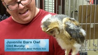 Feeding a Baby Barn Owl