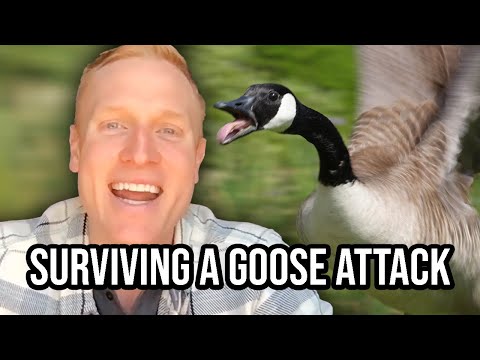 SURVIVING A GOOSE ATTACK