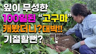꿀고구마 수확전 캐봤더니 기절할뻔 1포기에 10개씩? 100일차 2차 점검 크기가 대박 고구마 수확
