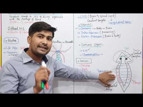 17.10 Evolution in nervous system | Diffused nervous system| Central nervous system | 2nd year Bio