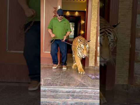 World biggest tiger in the world (mian saqib)