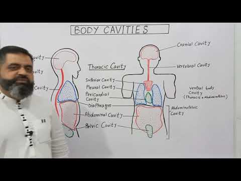 Body Cavities English Medium@prof.masoodfuzail| Dorsal body Cavities | Ventral body Cavities