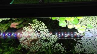 Pros and Cons of floating plants