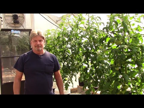 Fall Hydroponic Greenhouse Update 10 27 16