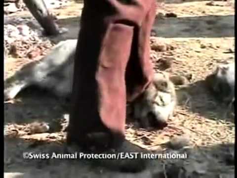 WARNING SHOCKING IMAGES: For their Fur Animals are Skinned Alive