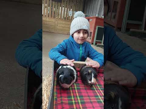 Kanav with guinea pigs