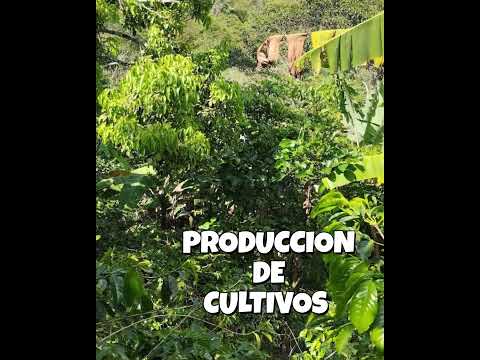 finca via viani a dos horas de bogota sobre la panamericana  #cafe #ventacasa #bienesraices