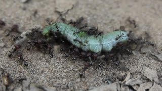 TONIGHT WE EAT LIKE KINGS! - Smarter Every Day 81