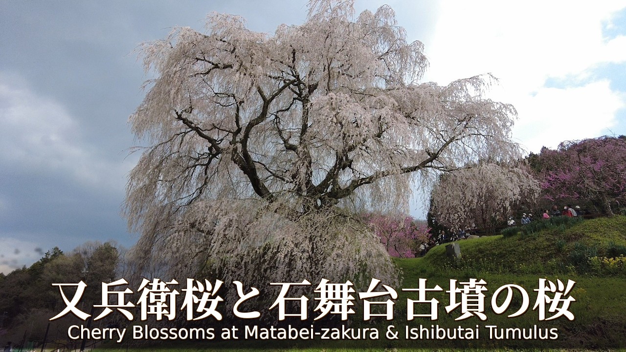 【奈良】又兵衛桜と石舞台古墳の桜 Cherry Blossoms at Matabei-zakura & Ishibutai Tumulus | Nara, Japan (2026)