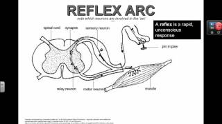 Reflex Arc (IB Biology)