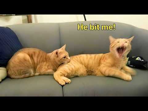 One of The Funniest CATS Videos Ever! 😺🐾❤️ NEW Funny Cats Video